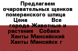 Предлагаем очаровательных щенков померанского шпица › Цена ­ 15 000 - Все города Животные и растения » Собаки   . Ханты-Мансийский,Ханты-Мансийск г.